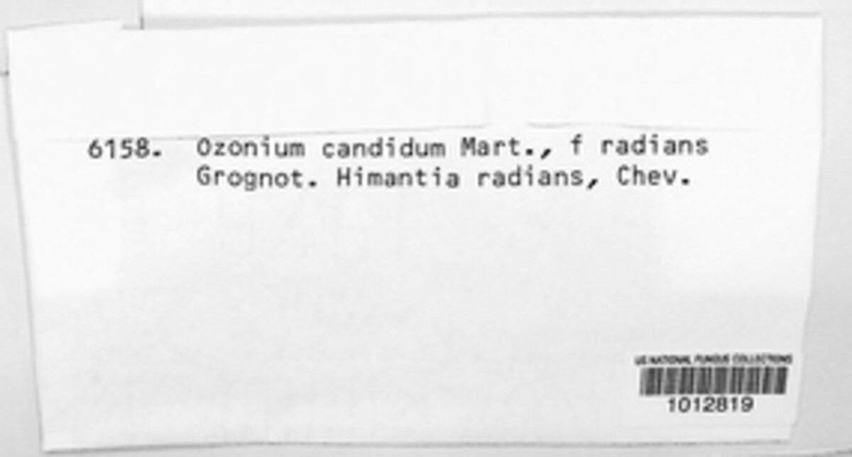 Ozonium candidum image